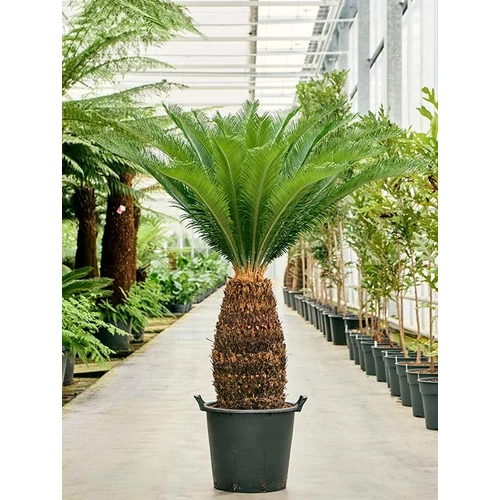 Cycas revoluta