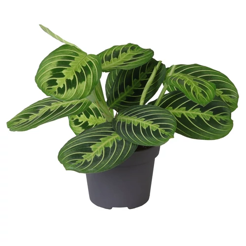 Maranta leuconeura 'Lemon lime'