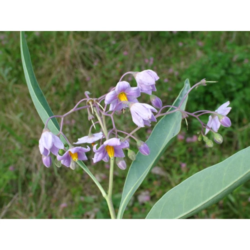 Solanum malacoxylon