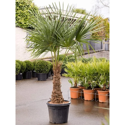 Trachycarpus fortunei