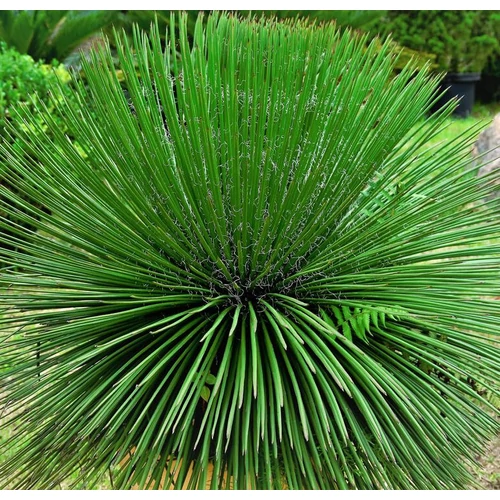Agave geminiflora