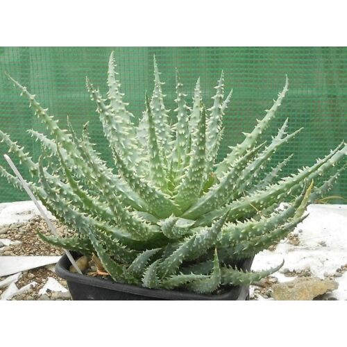Aloe törpe - Aloe humilis 10/20cm K10cm