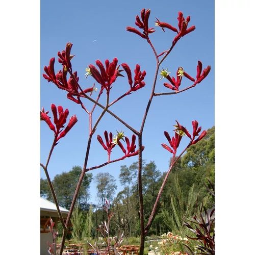 Anigozanthos flavidus