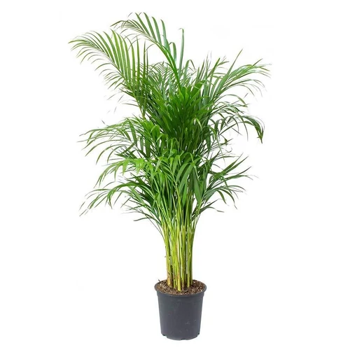 Areca lutescens