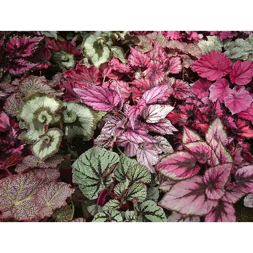 Begonia rex-cultorum