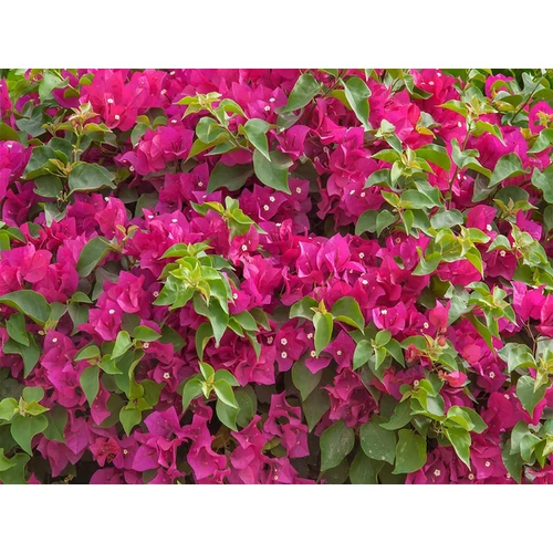 Bougainvillea glabra