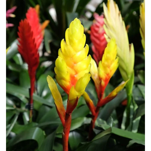 Vriesea splendens