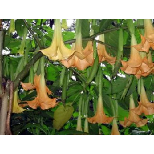 Brugmansia (Datura)