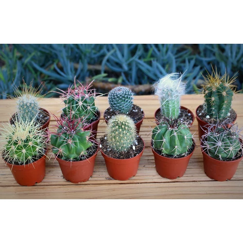 Cactus sp.