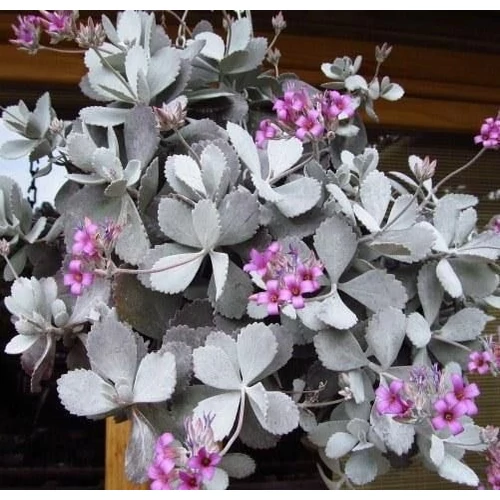 Kalanchoe pumila