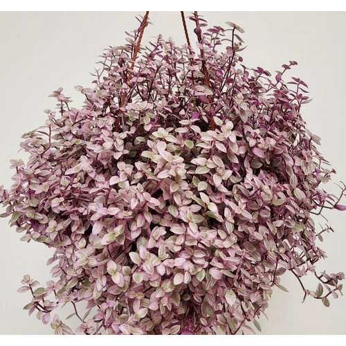 Callisia repens 'Pink Lady'