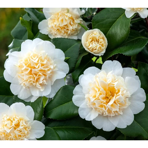 Camellia japonica 'Brushfield's Yellow'