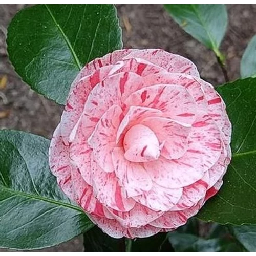 Camellia japonica 'William Bartlett'