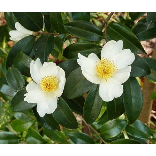 Teacserje - Camellia sinensis 30/40cm K10cm