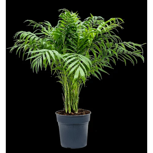 Chamaedorea elegans
