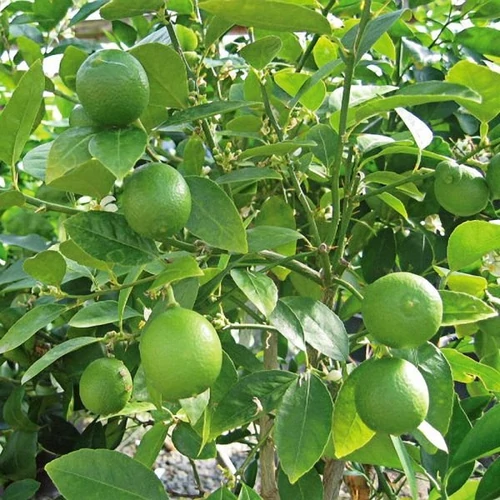 Citrus aurantifolia 