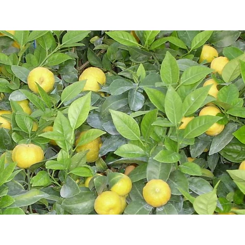 Citrus limetta 'Pursha'
