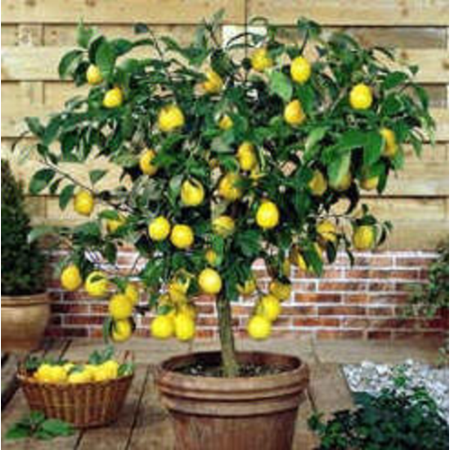 Citrus limon
