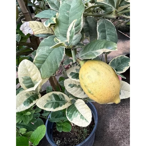 Citrus limon 'Variegata'