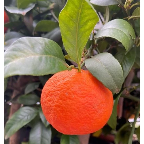 Citrom vörös alacsony törzses - Citrus limonia 'Limetta Rossa' 40/60cm K16cm