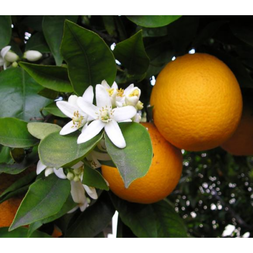 Citrus mandarin