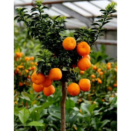 Citrusféle Törpenarancs mirtuszlevelű alacsony törzses - Citrus myrtifolia 'Chinotto' 100/125cm K25cm T50cm