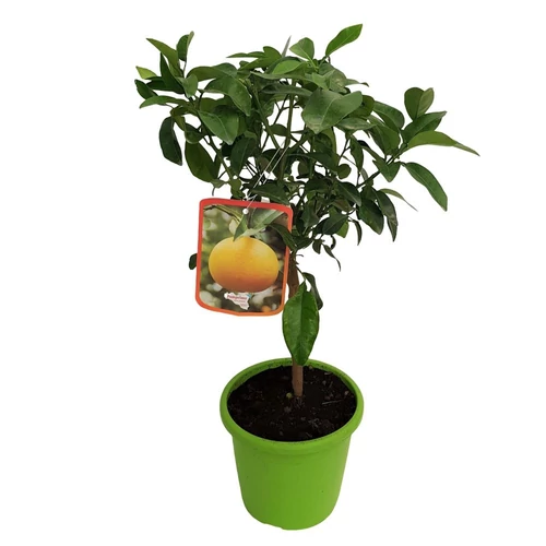 Citrus paradisi 'Pompelmo'