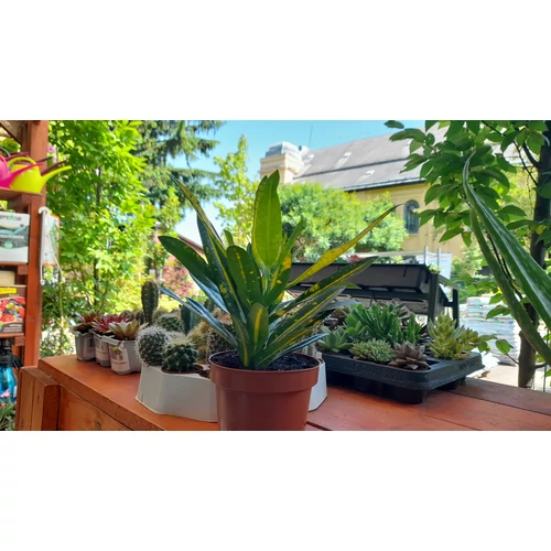 Croton Codiaeum Variegatum