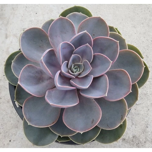 Kövirózsa amerikai - Echeveria 'Perle von Nürnberg'  10/15cm K10,5cm