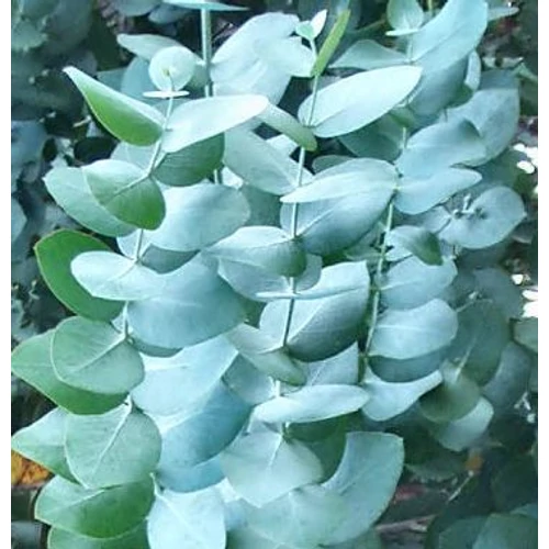 Eucalyptus cinerea 'Silver Dollar'