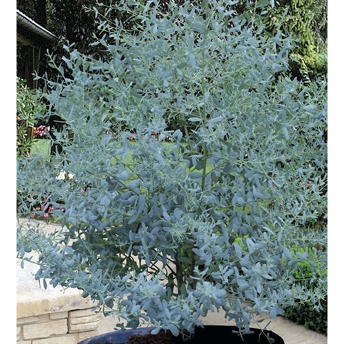 Eucalyptus gunnii