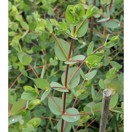 Eucalyptus parvula