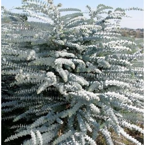 Eucalyptus pulverulenta 'Baby Blue'