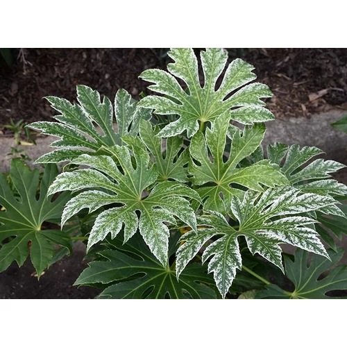 Arália japán fehér foltos FAGYTŰRŐ - Fatsia japonica 'Spider's Web' 40/60cm K2l