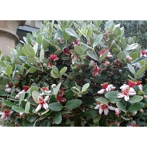 Mirtuszdió - Feijoa sellowiana (Acca sellowiana) 80/100cm K5l