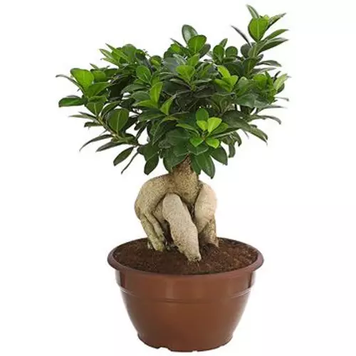 Fikusz kislevelű - Ficus microcarpa 'Ginseng' 20/30cm K9cm