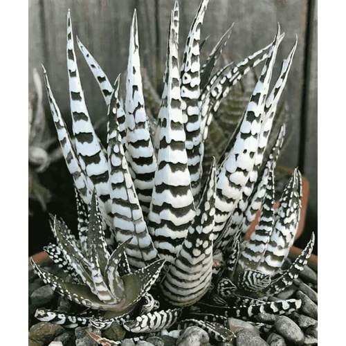 Pozsgás Zebranövény - Haworthia fasciata 'Alba' K6cm