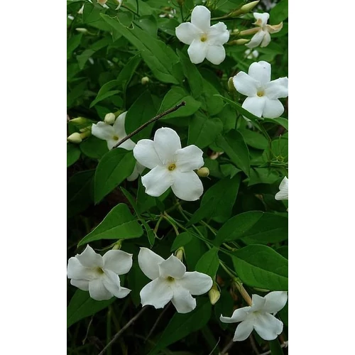 Jasminum officinale