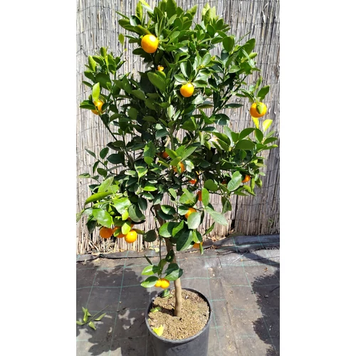 Citrofortunella microcarpa