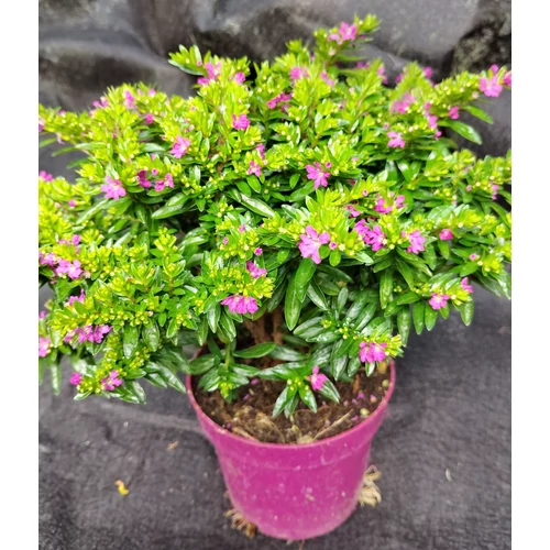 Cuphea hyssopifolia