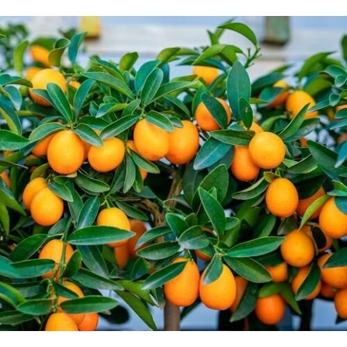Kumquat (törpemandarin/koktélnarancs) kerek termésű - Citrus fortunella 'Obovata' 40/60cm K18cm