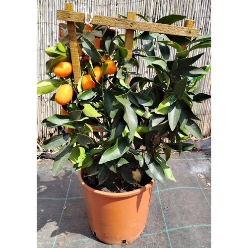 Citrus fortunella 'Obovata'