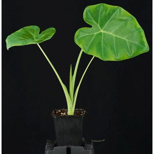 Leucocasia gigantea ‘Laos Giant’