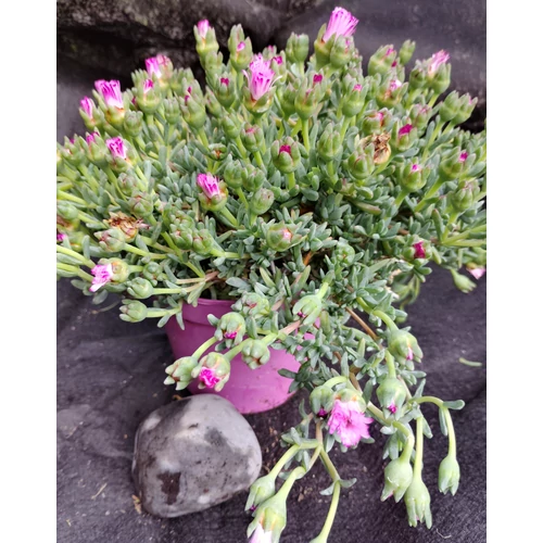 Mesembryanthemum
