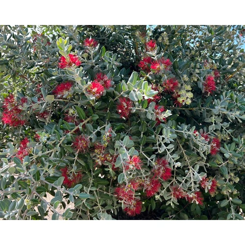 Metrosideros excelsa