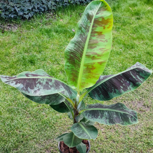 Musa acuminata 'Dwarf Cavendish'