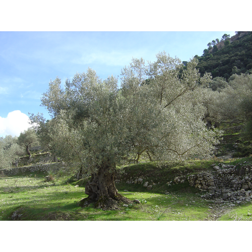 Olea europaea