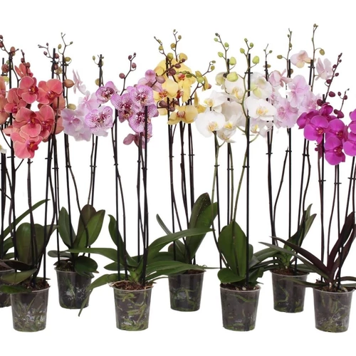 Orchidea
