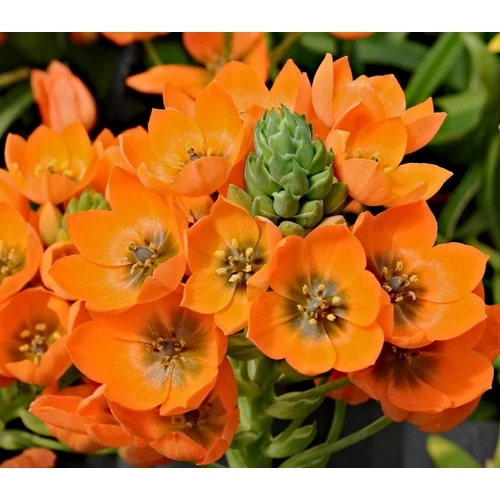 Madártej narancsszínű - Ornithogalum dubium 'African Breeze' 20/30cm K10,5cm