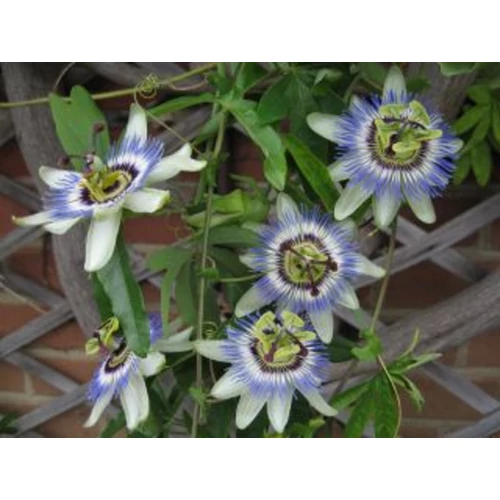 Passiflora caerulea